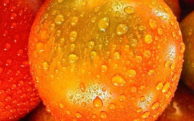 Cultivo de Tomate