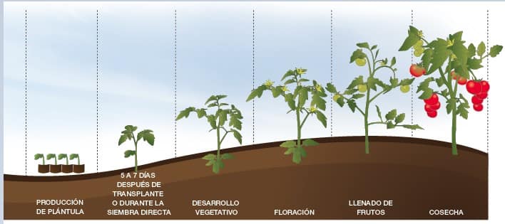 Fenología del cultivo de Tomate